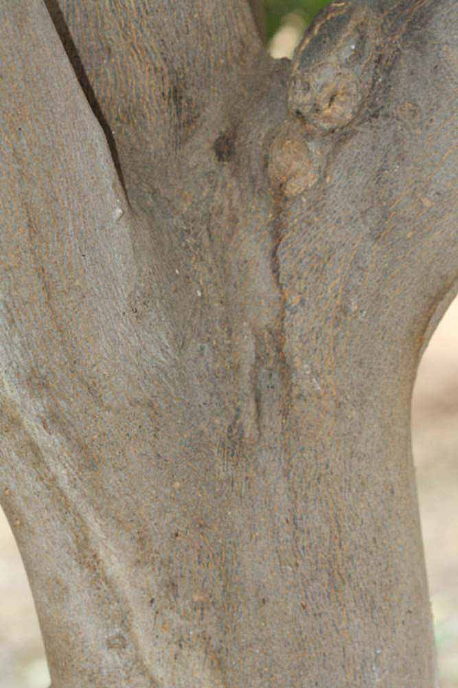            Bark (Riverside, CA)   